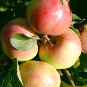 Koloninė obelis polka