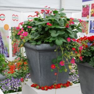 vazone_svyranti braske_deep rose