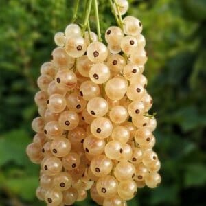 Serbentas stiebinis baltasis Blaca uogos Tado Ukis