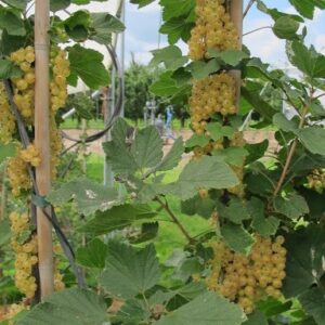 Serbentas stiebinis baltasis Blaca medelis su uogom Tado Ukis