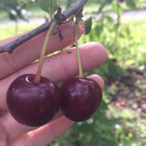 trešnė 'Sweetheart'