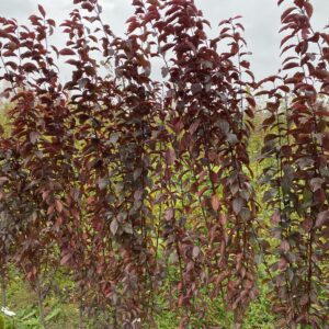 Kaukazinės slyvos sodinukai