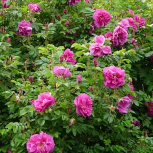 Valgomoji erškėtrožė Rosa rugosa 'Carpatia'