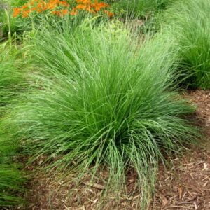 Sporobolus heterolepis / Drėbūnas