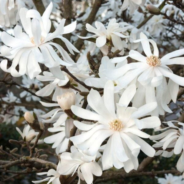 Magnolija žvaigždinė 'Royal Star'