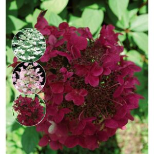 Šluotelinė hortenzija 'Wims Red'