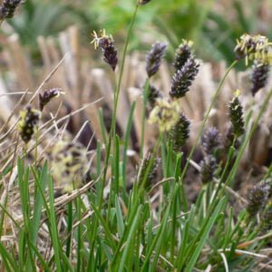 Melsvasis mėlitas (Sesleria caerulea)