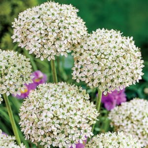 Dekoratyvinis česnakas 'Nigrum' 3 vnt. vazone