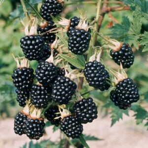 Bespyglė gervuogė 'Thornfree'