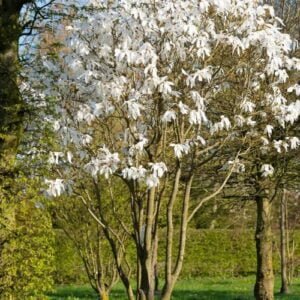 Magnolija 'Merrill'