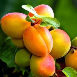 Abrikosas 'Mordeno ankstyvasis'