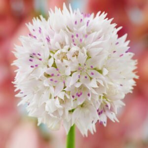 Dekoratyvinis česnakas 'Gracefull Beauty' 3 vnt. vazone