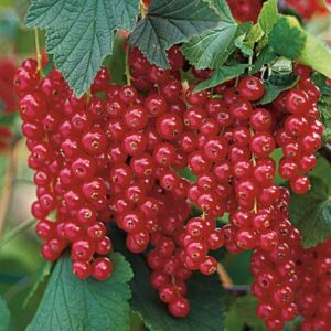 Stiebinis raudonasis serbentas 'Rovada'