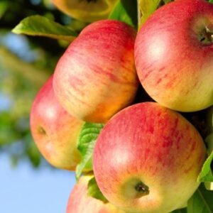 Obelis 'Geneva Early'