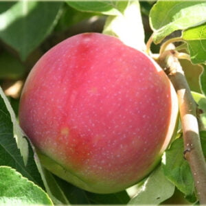 Obelis 'Geneva Early'