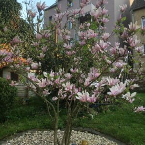 Magnolija 'George H. Kern'