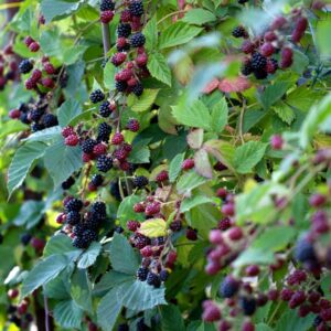 Bespyglė gervuogė 'Thornfree'