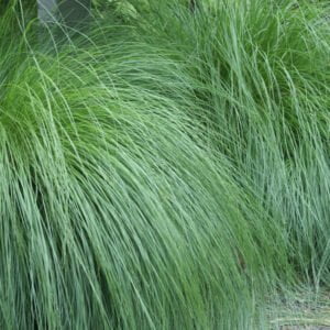 Sporobolus heterolepis / Drėbūnas