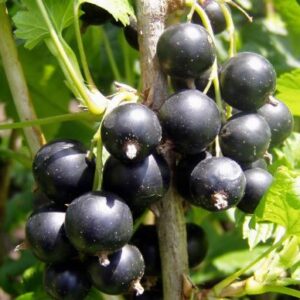 Koloniniai juodieji serbentai 'Big Ben'