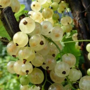 Stiebinis baltasis serbentas 'Blanca'