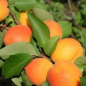 Abrikosas 'Mordeno ankstyvasis'