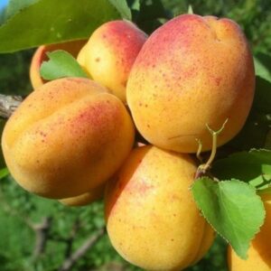 Abrikosas 'Mordeno ankstyvasis'