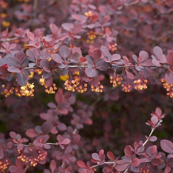 Tunbergo raugerškis ‘Atropurpurea’