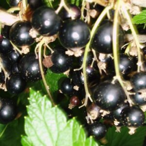 Krūminiai serbentai 'Big Ben'