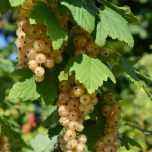 Krūminis baltasis serbentas 'Blanka'