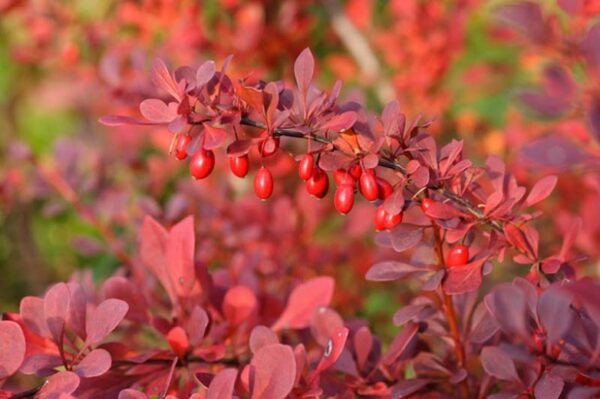 Tunbergo raugerškis ‘Atropurpurea’