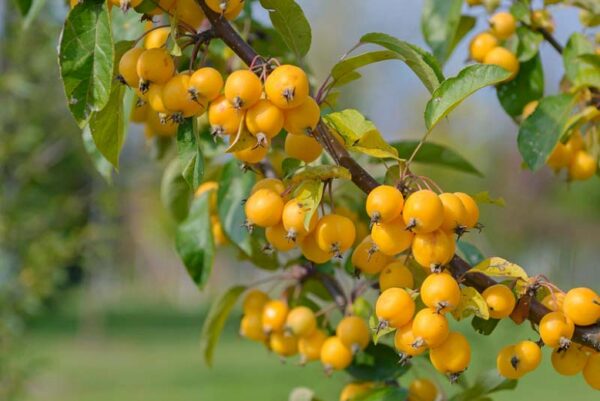 Svyranti rojaus obelis 'Golden Hornet'