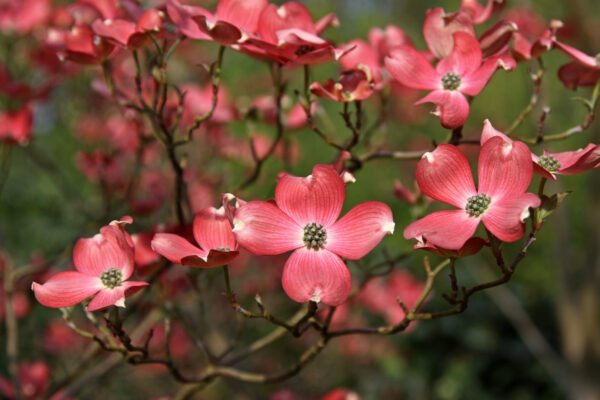 Japoninė sedula 'Cherokee chirf'