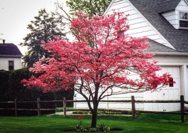 Japoninė sedula 'Cherokee chirf'