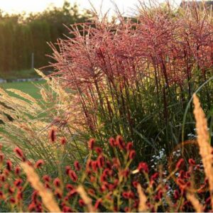 Kininis miskantas 'Fabiola Red'