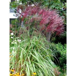 Kininis miskantas 'Fabiola Red'