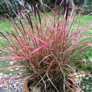 Kininis miskantas 'Fabiola Red'