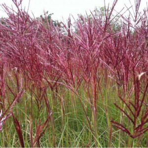 Kininis miskantas 'Fabiola Red'