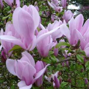 Magnolija 'George H. Kern'