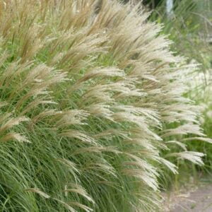 Kininis miskantas 'Little Kitten'