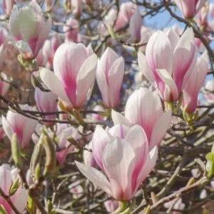Sulanžo magnolija (Magnolia soulangeana)