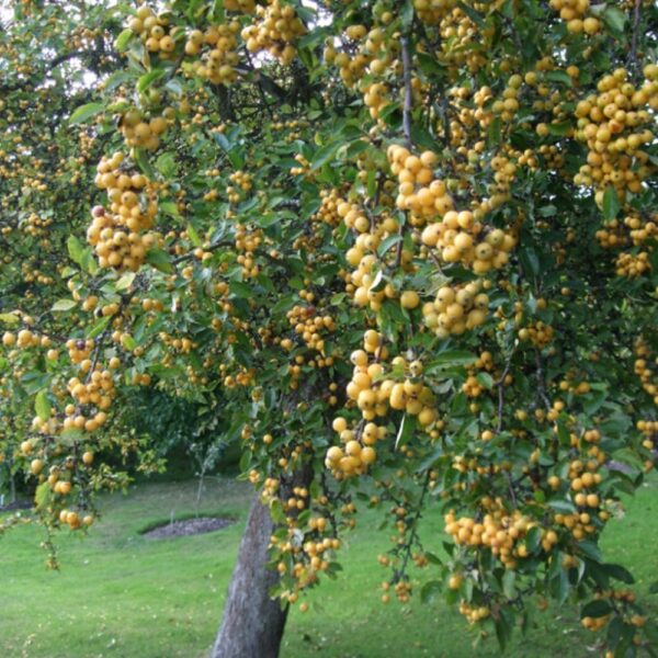 Svyranti rojaus obelis 'Golden Hornet'