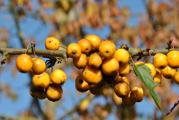 Svyranti rojaus obelis 'Golden Hornet'