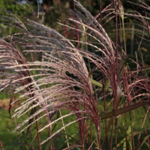 Kininis miskantas 'Memory'