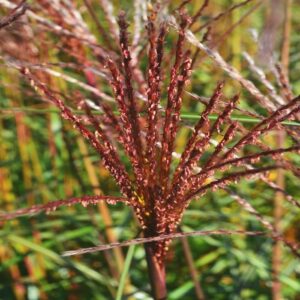 Kininis miskantas 'Fabiola Red'