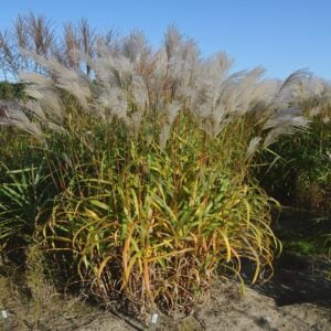 Kininis miskantas 'Miranda'Kininis miskantas 'Miranda'