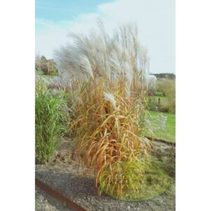 Kininis miskantas 'Miranda'