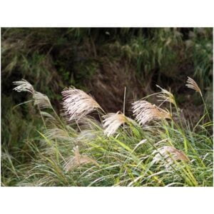 Kininis miskantas 'New Hybrid'