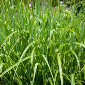 Kininis miskantas 'Apache'