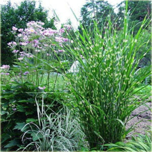 Kininis miskantas 'Apache'