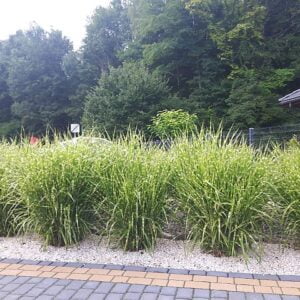 Kininis miskantas 'Apache'